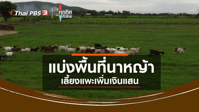 แบ่งพื้นที่นาหญ้าเลี้ยงแพะเพิ่มเงินแสน จ.ชัยนาท