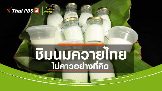 ​คลิปบ้านทุ่ง : ชิมนมควายไทย ไม่คาวอย่างที่คิด