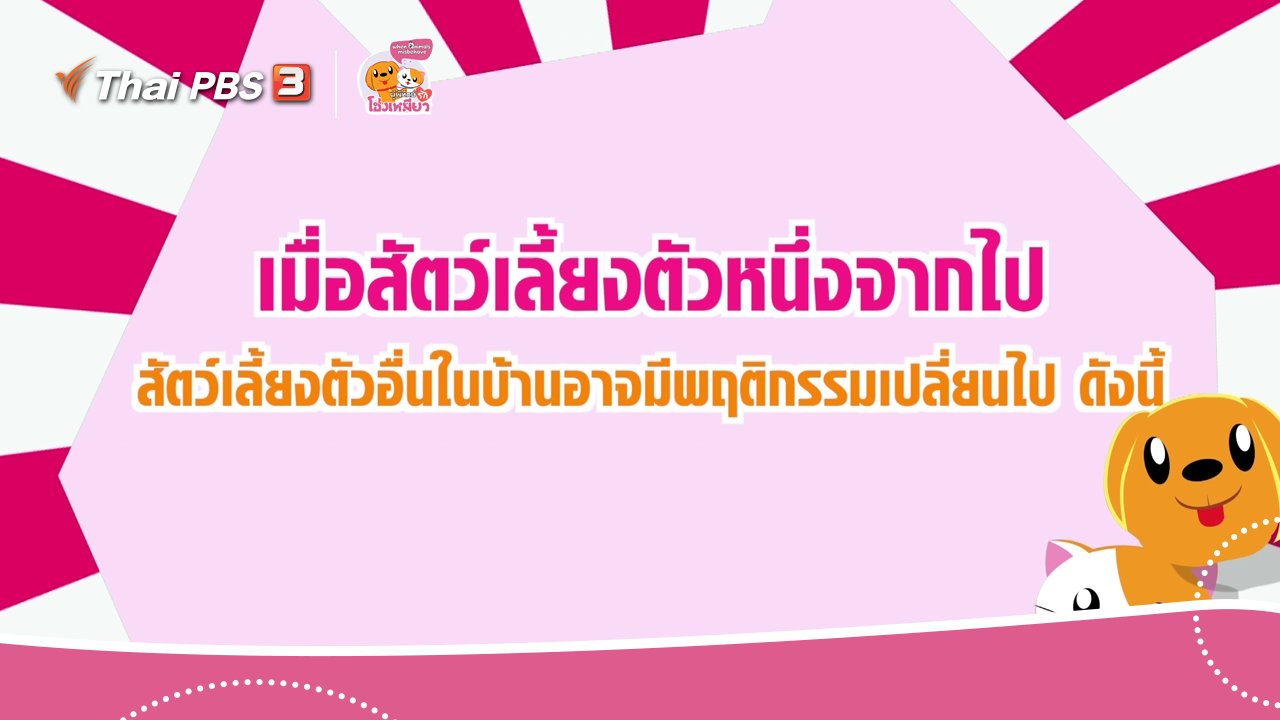 ผู้พิทักษ์รักโฮ่งเหมียว - เคล็ดไม่ลับดูแลโฮ่งเหมียว : เมื่อสัตว์เลี้ยงตัวหนึ่งจากไป สัตว์เลี้ยงตัวอื่นในบ้านอาจมีพฤติกรรมเปลี่ยนไป