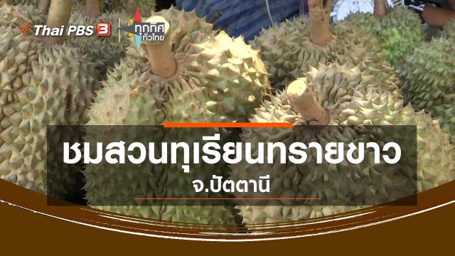 ชมสวนทุเรียนทรายขาว จ.ปัตตานี