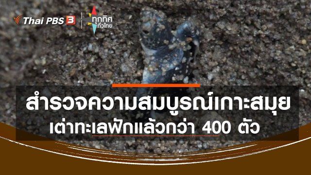 สำรวจความสมบูรณ์เกาะสมุย เต่าทะเลฟักแล้วกว่า 400 ตัว