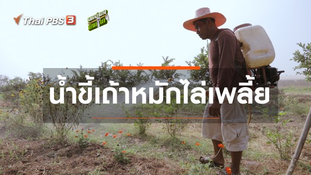 สูตรลับฉบับบ้านนา : น้ำขี้เถ้าหมักไล่เพลี้ย