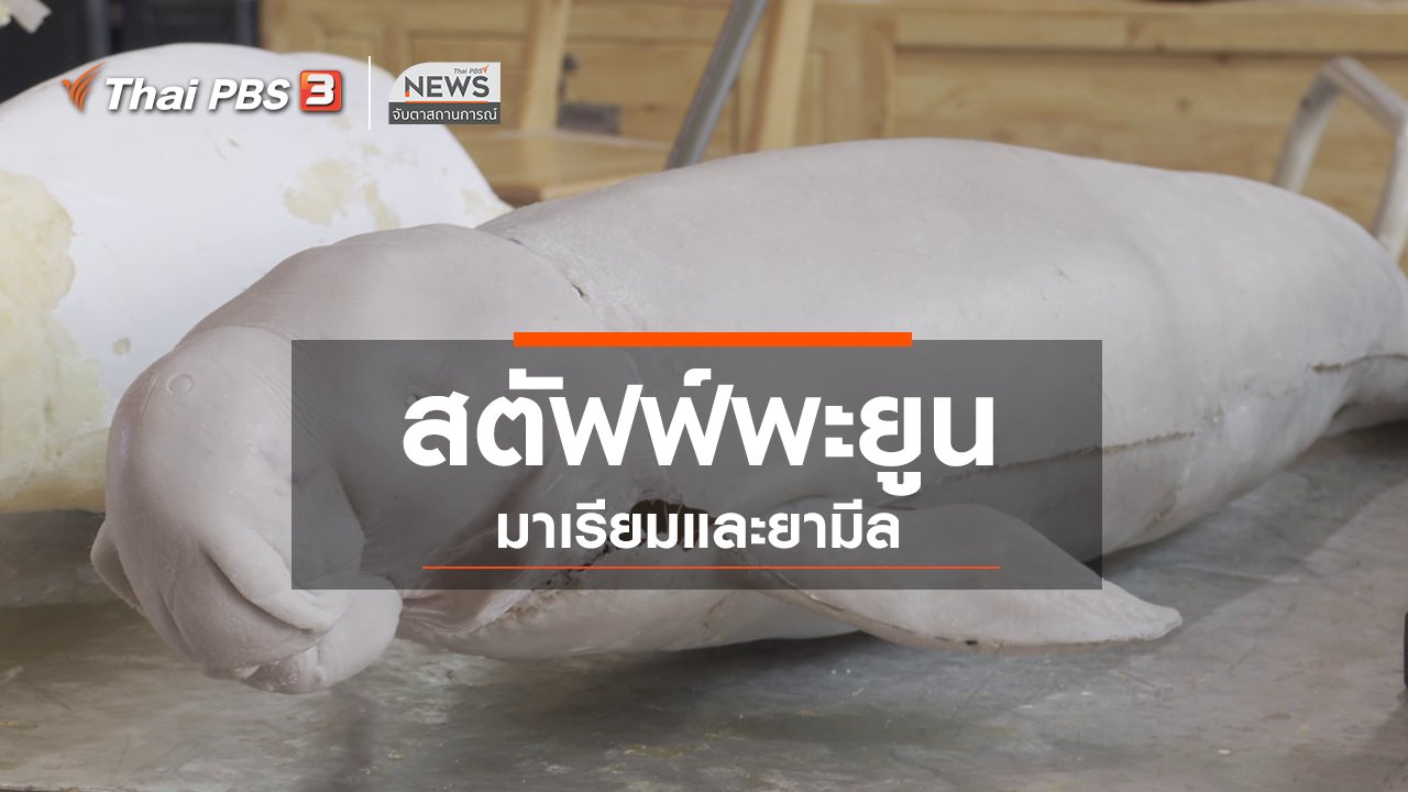 จับตาสถานการณ์ - ตะลุยทั่วไทย : สตัฟฟ์พะยูนมาเรียมและยามีล