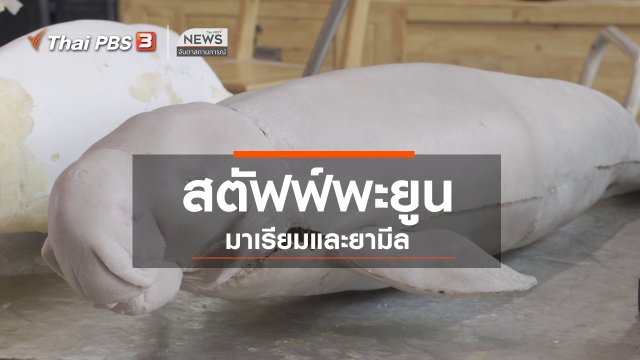 ตะลุยทั่วไทย : สตัฟฟ์พะยูนมาเรียมและยามีล