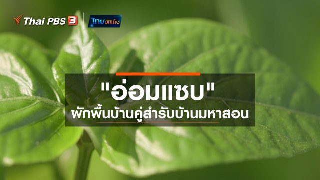 อิ่มมนต์รส : "อ่อมแซบ" ผักพื้นบ้านคู่สำรับบ้านมหาสอน