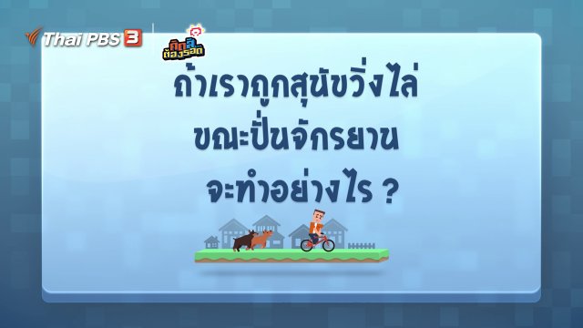 ถ้าถูกสุนัขวิ่งไล่ขณะปั่นจักรยาน จะทำอย่างไร?
