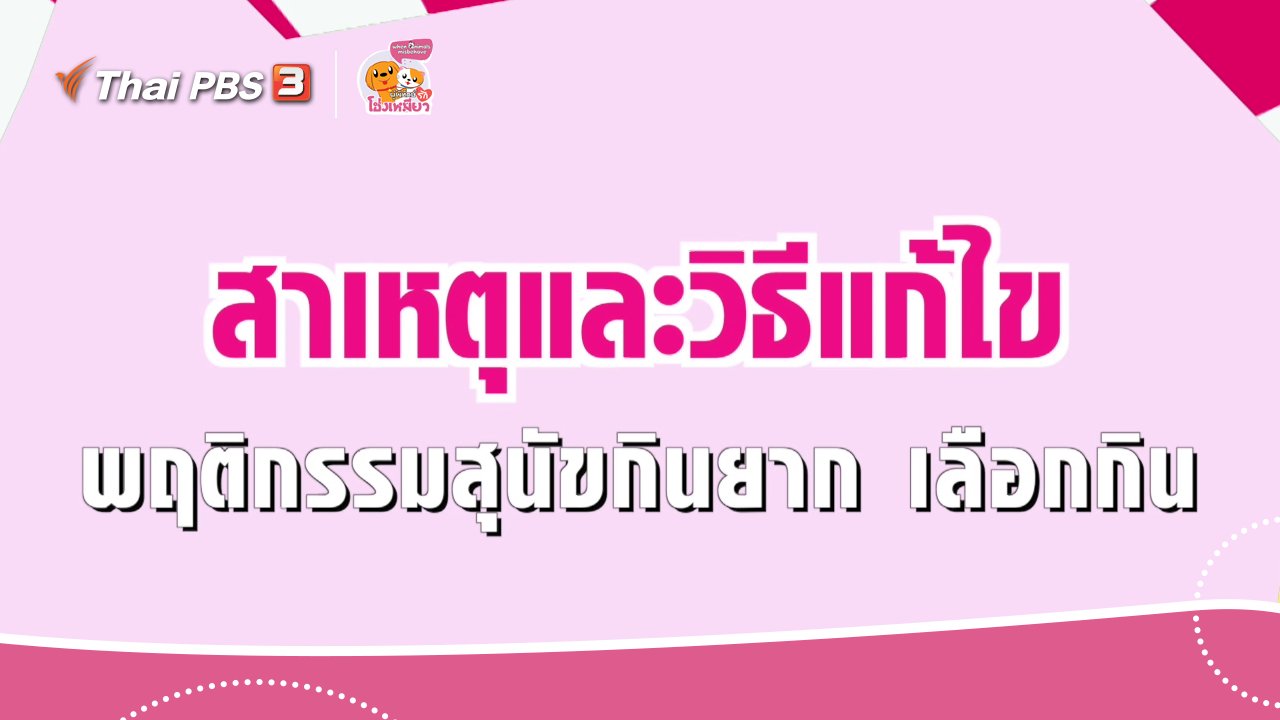 ผู้พิทักษ์รักโฮ่งเหมียว - เคล็ดไม่ลับดูแลโฮ่งเหมียว : สาเหตุและวิธีแก้ไข พฤติกรรมสุนัขกินยาก เลือกกิน