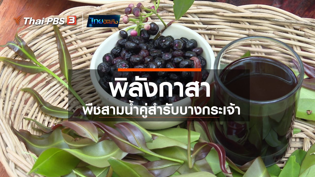 ไทยบันเทิง - อิ่มมนต์รส : "พิลังกาสา" พืชสามน้ำคู่สำรับบางกระเจ้า