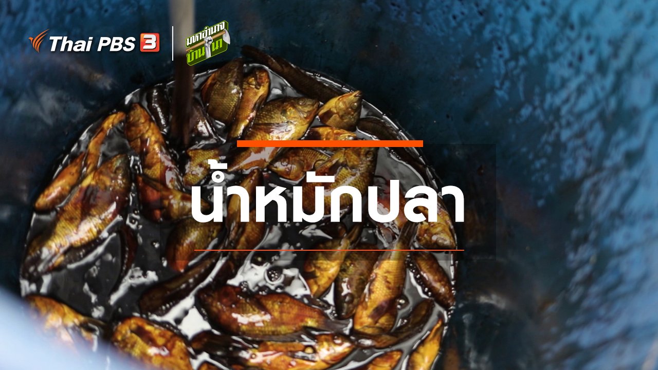 มหาอำนาจบ้านนา - สูตรลับฉบับบ้านนา : น้ำหมักปลา