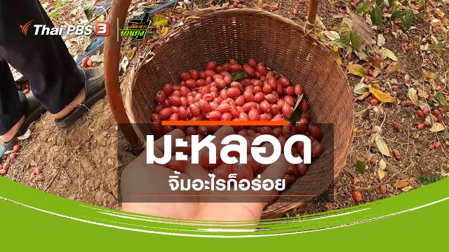 ​คลิปบ้านทุ่ง : มะหลอดจิ้มอะไรก็อร่อย