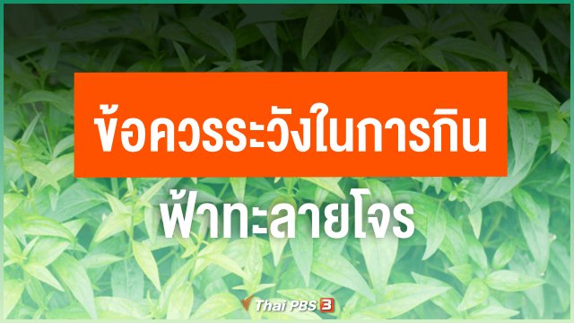 ​ข้อควรระวังในการกินฟ้าทะลายโจร