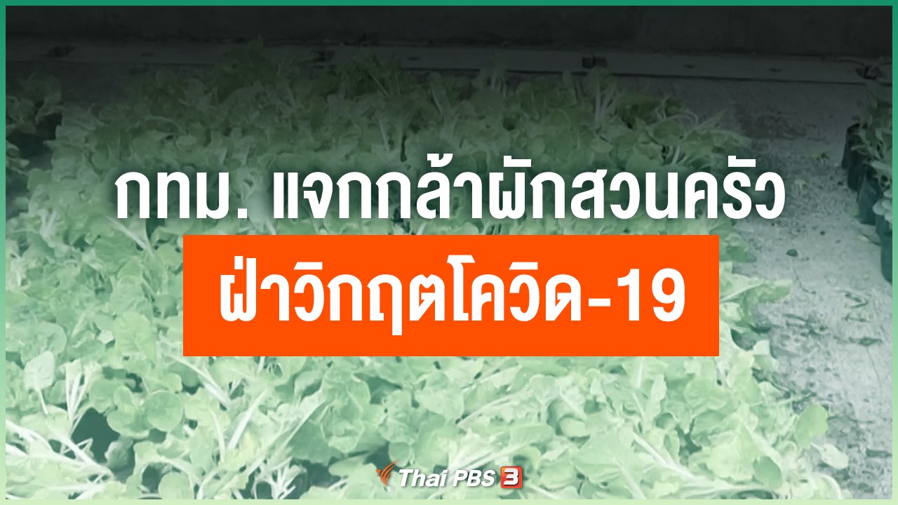 Coronavirus - กทม. แจกกล้าผักสวนครัว ฝ่าวิกฤตโควิด-19