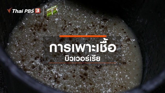 สูตรลับฉบับบ้านนา : การเพาะเชื้อบิวเวอร์เรีย
