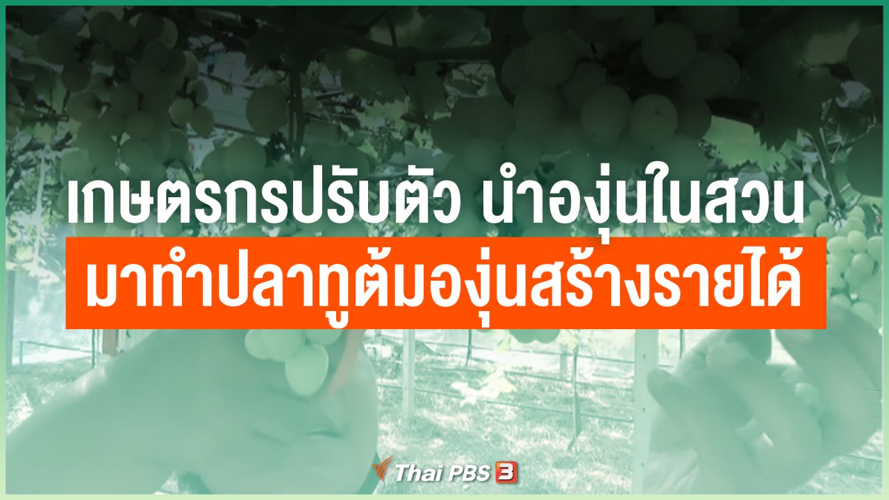 ไทยสู้โควิด-19 - ไทยสู้ ไทยรอด : เกษตรกรปรับตัว นำองุ่นในสวน มาทำปลาทูต้มองุ่นสร้างรายได้