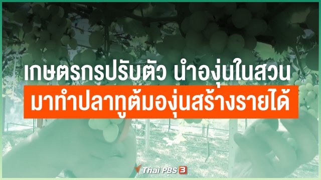 ไทยสู้ ไทยรอด : เกษตรกรปรับตัว นำองุ่นในสวน มาทำปลาทูต้มองุ่นสร้างรายได้