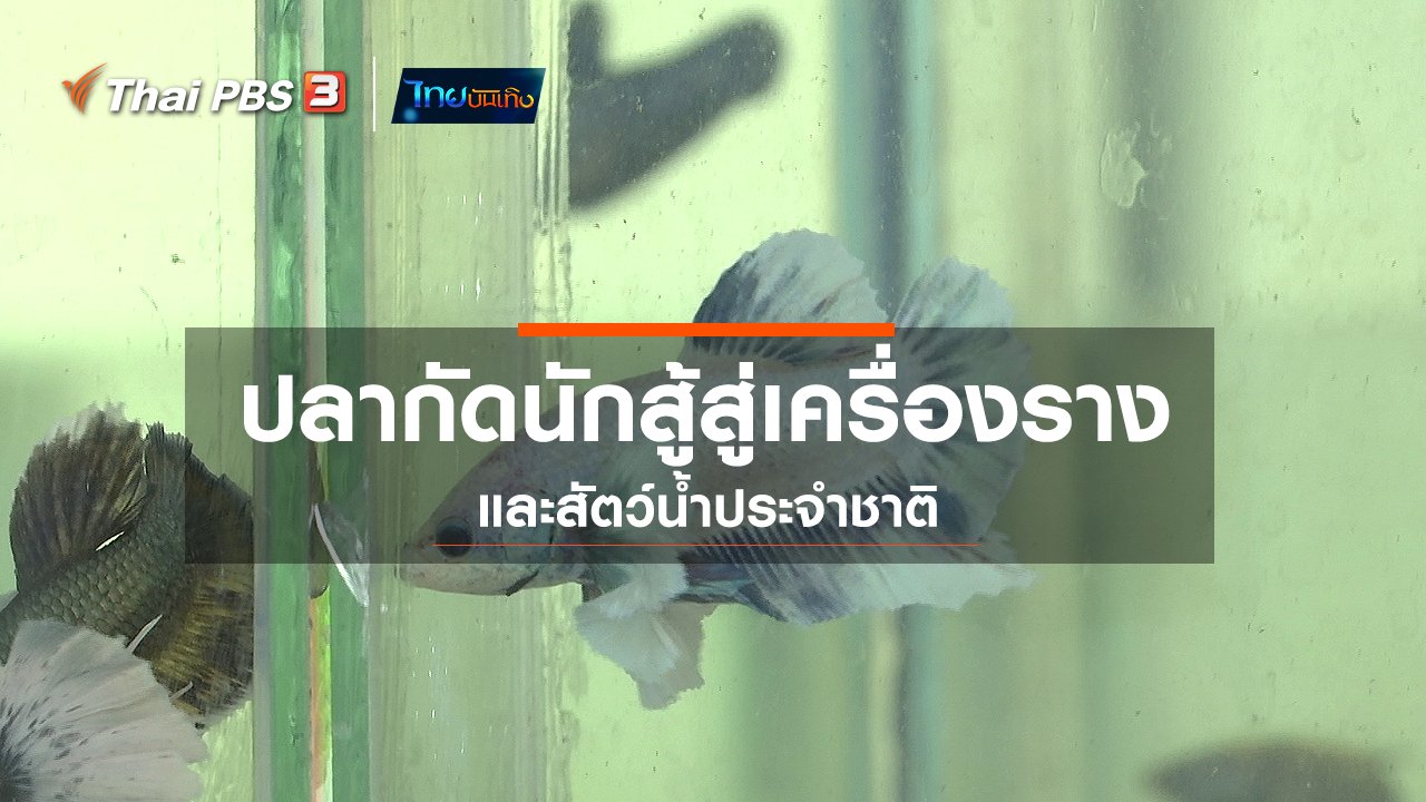 ไทยบันเทิง - เรื่องนี้มีตำนาน : ปลากัดนักสู้สู่เครื่องรางและสัตว์น้ำประจำชาติ