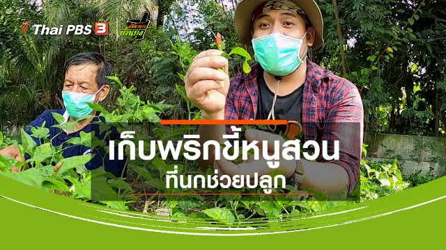 คลิปบ้านทุ่ง : เก็บพริกขี้หนูสวนที่นกช่วยปลูก