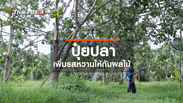 สูตรลับฉบับบ้านนา : ปุ๋ยปลา