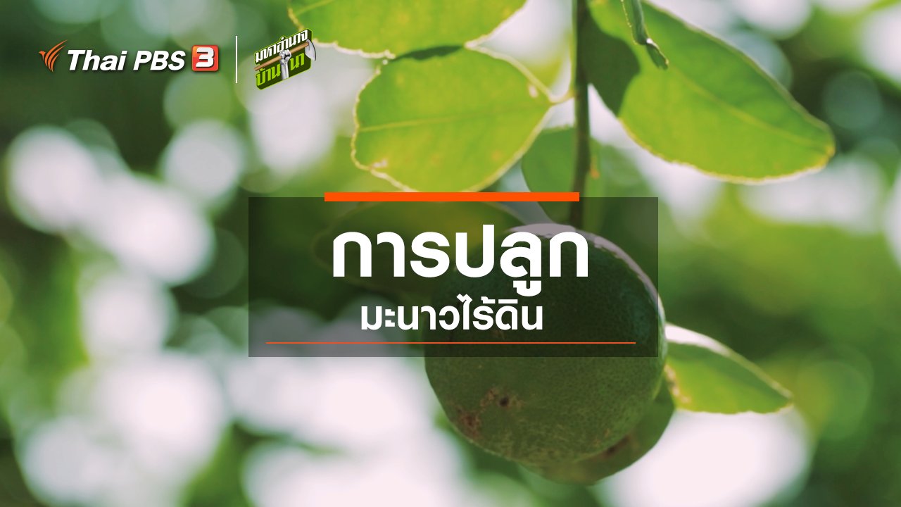 มหาอำนาจบ้านนา - สูตรลับฉบับออนไลน์ : การปลูกมะนาวไร้ดิน