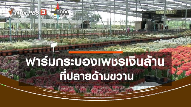 ฟาร์มกระบองเพชรเงินล้านที่ปลายด้ามขวาน