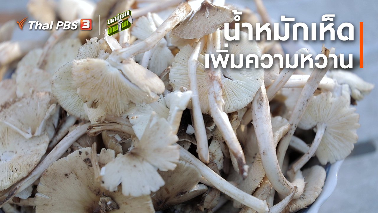 มหาอำนาจบ้านนา - สูตรลับฉบับบ้านนา : น้ำหมักเห็ด