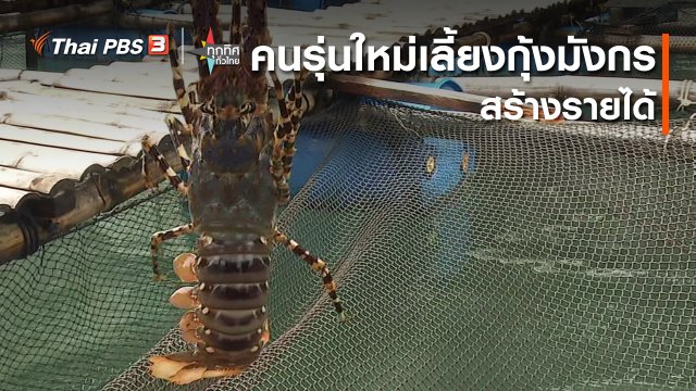 คนรุ่นใหม่เลี้ยงกุ้งมังกรสร้างรายได้
