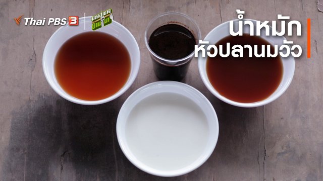 สูตรลับฉบับบ้านนา : น้ำหมักหัวปลานมวัว