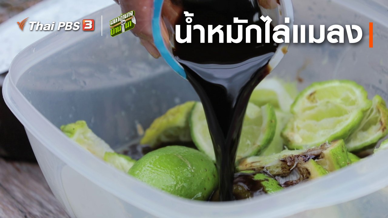 มหาอำนาจบ้านนา - สูตรลับฉบับบ้านนา : น้ำหมักไล่แมลง