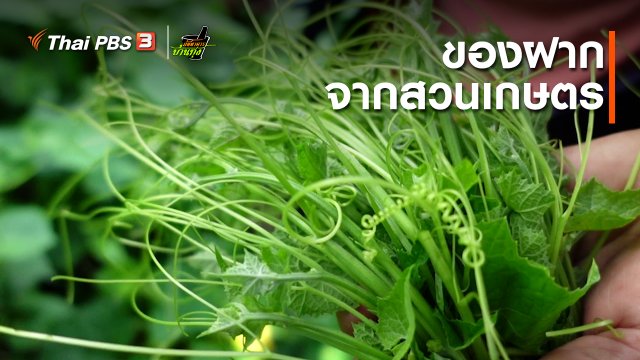 คลิปบ้านทุ่ง : ของฝากจากสวนเกษตร