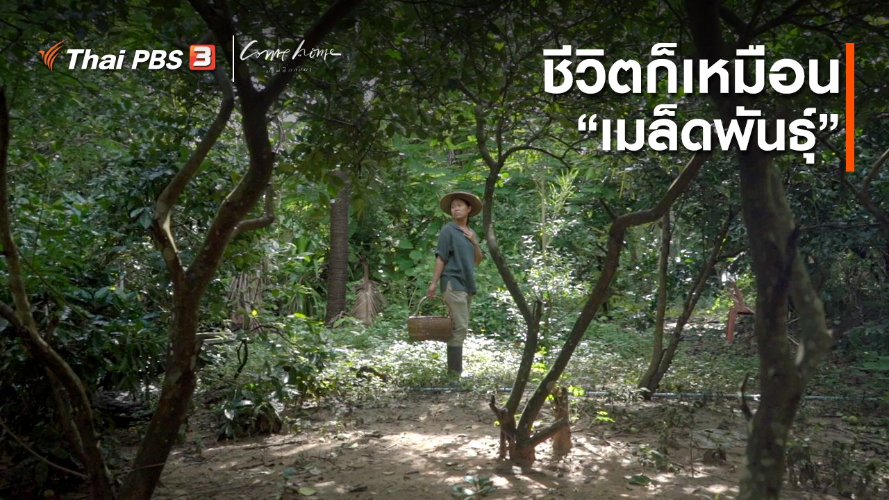 COME HOME บ้านที่กลับมา - เรื่องเล่าคนกลับบ้าน : ชีวิตก็เหมือน “เมล็ดพันธุ์”