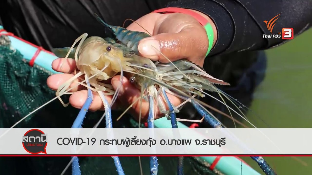สถานีประชาชน - สถานีร้องเรียน : COVID-19 กระทบผู้เลี้ยงกุ้ง อ.บางแพ จ.ราชบุรี