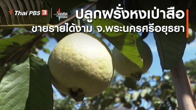 ปลูกฝรั่งหงเป่าสือขายรายได้งาม จ.พระนครศรีอยุธยา