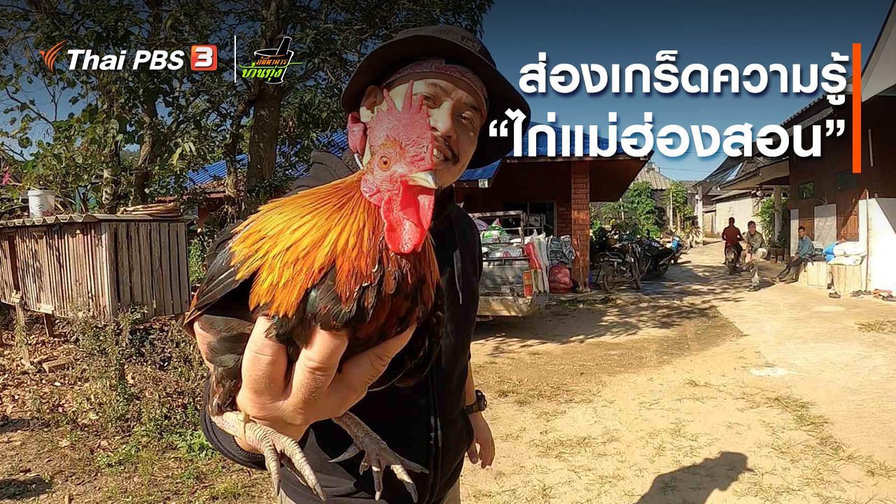 ภัตตาคารบ้านทุ่ง - คลิปบ้านทุ่ง : ส่องเกร็ดความรู้ “ไก่แม่ฮ่องสอน”