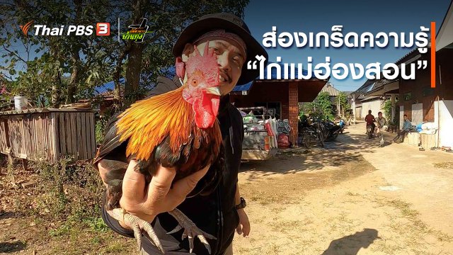 คลิปบ้านทุ่ง : ส่องเกร็ดความรู้ “ไก่แม่ฮ่องสอน”