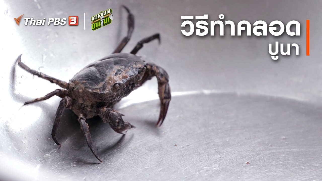 มหาอำนาจบ้านนา - สูตรลับฉบับบ้านนา : ทำคลอดปูนา