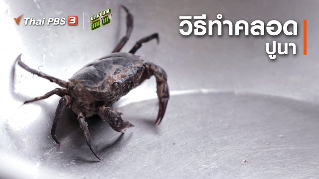 สูตรลับฉบับบ้านนา : ทำคลอดปูนา