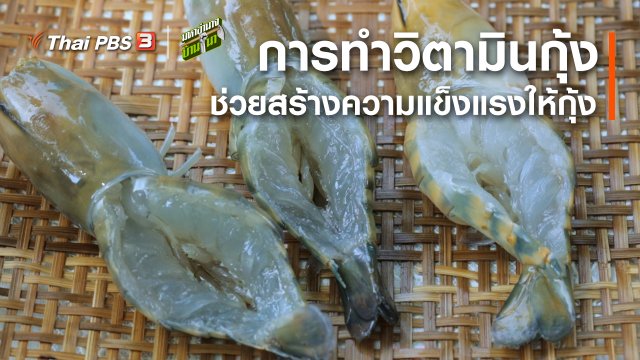 สูตรลับฉบับบ้านนา : การทำวิตามินกุ้ง