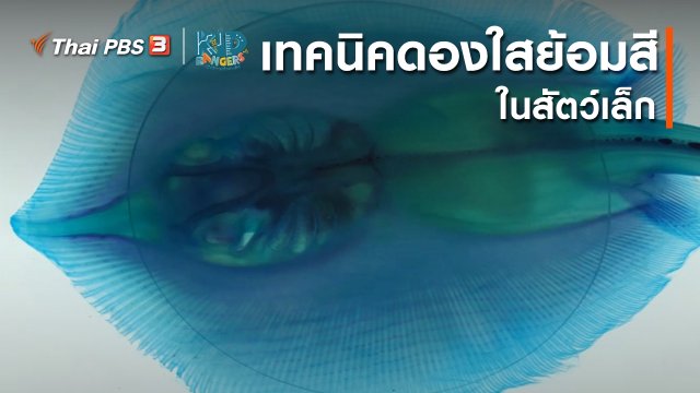 คิดส์เรียนรู้ : เทคนิคดองใสย้อมสีในสัตว์เล็ก