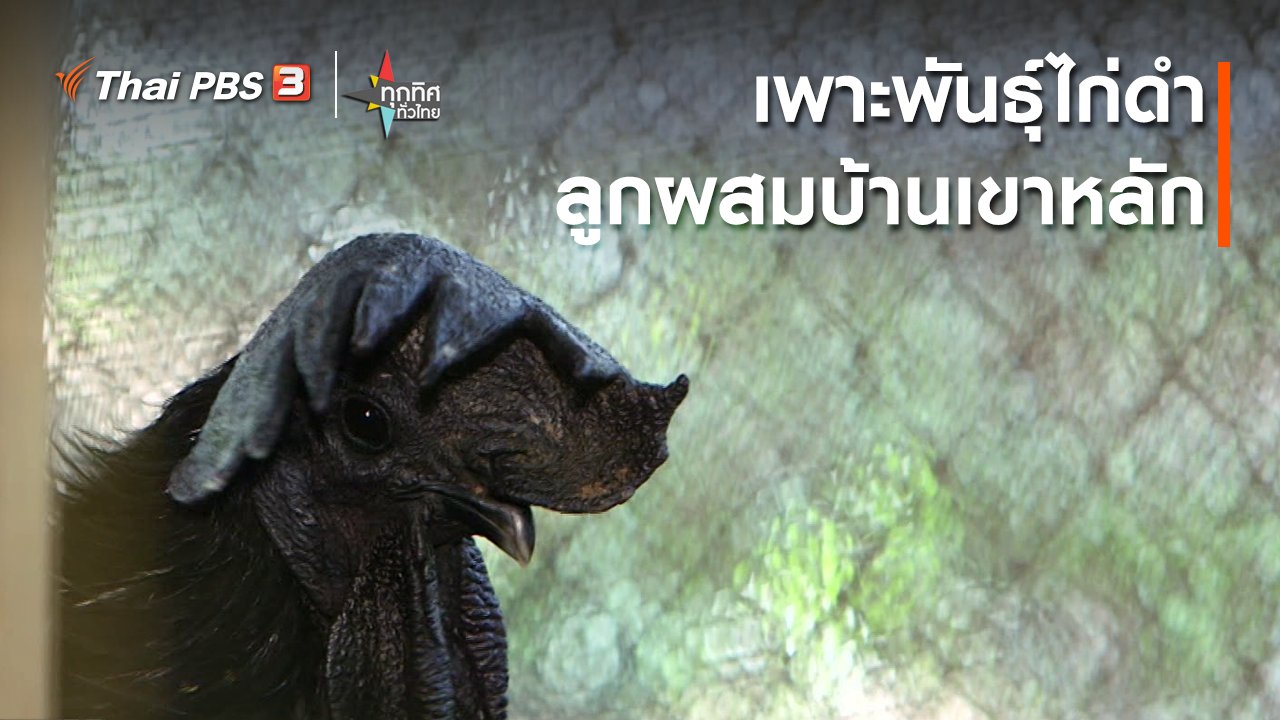 ทุกทิศทั่วไทย - เพาะพันธุ์ไก่ดำลูกผสมบ้านเขาหลัก