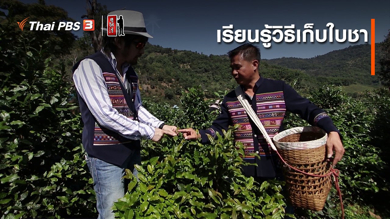 ดูให้รู้ Dohiru - รู้ให้ลึกเรื่องญี่ปุ่น : วิธีเก็บใบชา