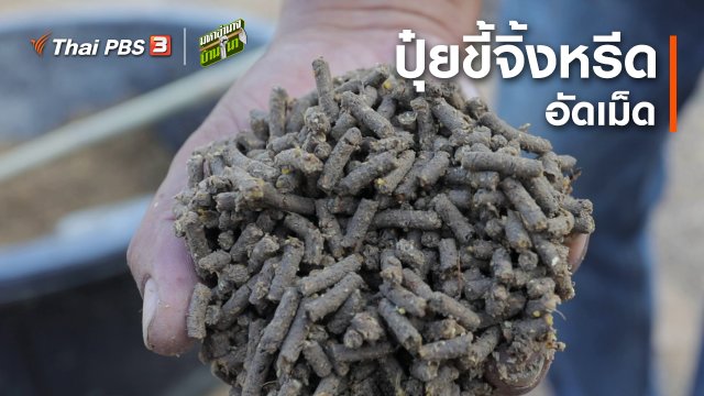 สูตรลับฉบับบ้านนา : ปุ๋ยขี้จิ้งหรีดอัดเม็ด