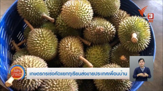 จับตาข่าวเด่น : เกษตรกรเร่งคัดแยกทุเรียนส่งขายประเทศเพื่อนบ้าน