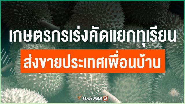 เกษตรกรเร่งคัดแยกทุเรียนส่งขายประเทศเพื่อนบ้าน