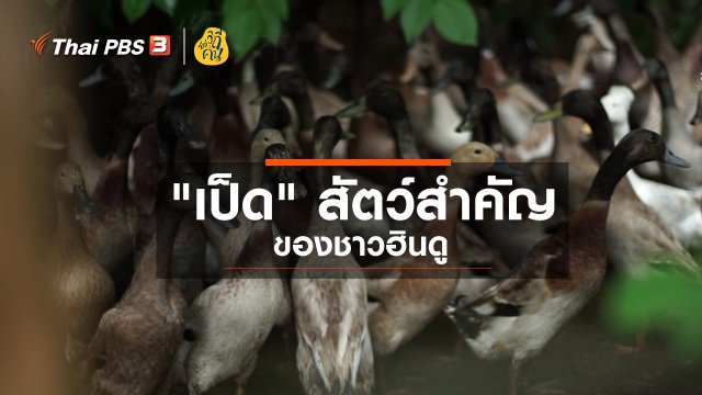 "เป็ด" สัตว์สำคัญของชาวฮินดู