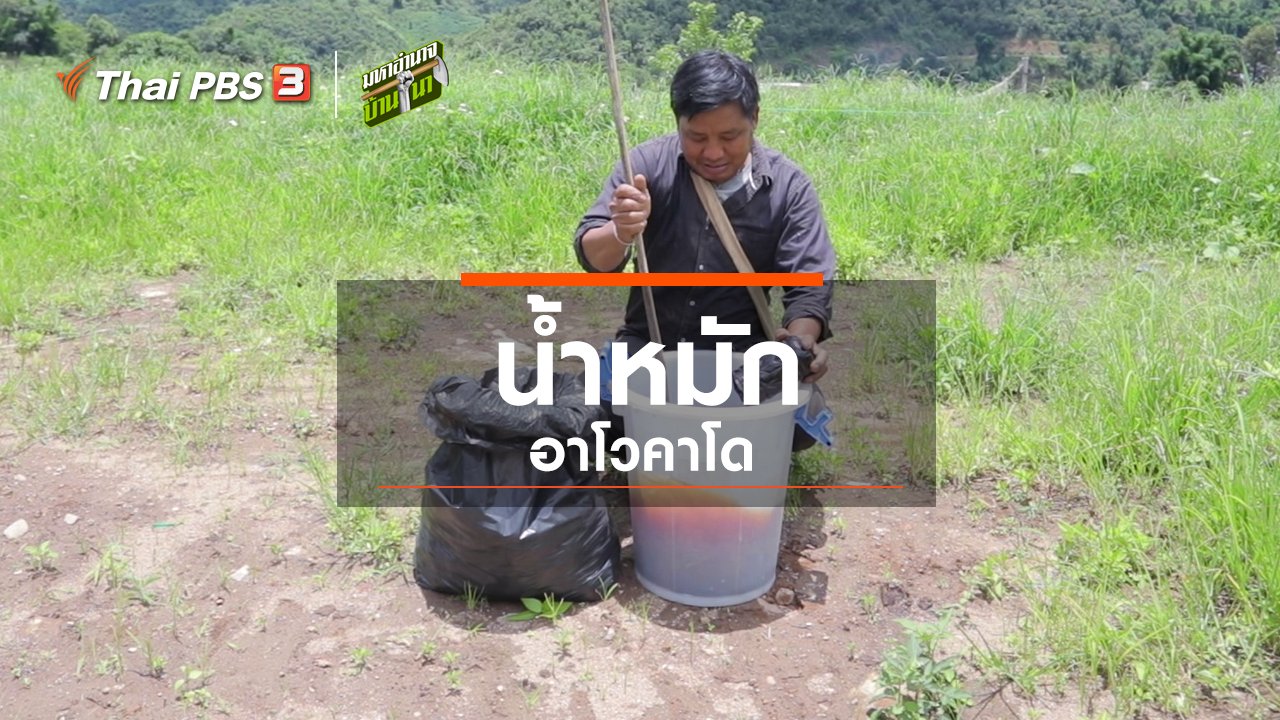 มหาอำนาจบ้านนา - สูตรลับฉบับบ้านนา : น้ำหมักอาโวคาโด