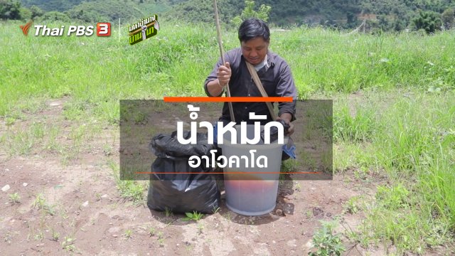 สูตรลับฉบับบ้านนา : น้ำหมักอาโวคาโด