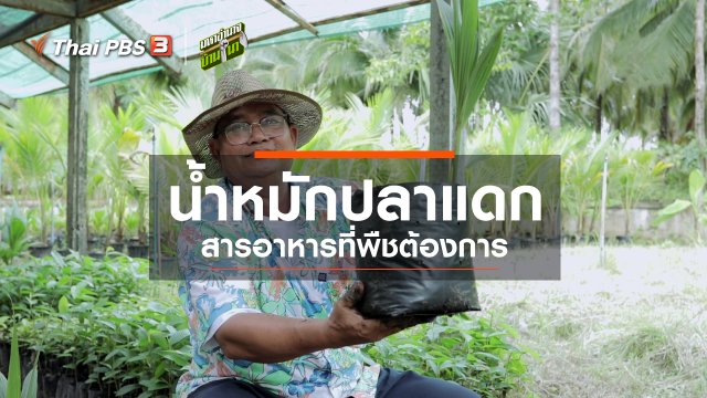 สูตรลับฉบับบ้านนา : น้ำหมักปลาแดก