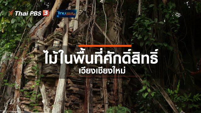 ​เรื่องนี้มีตำนาน : ไม้ในพื้นที่ศักดิ์สิทธิ์เวียงเชียงใหม่