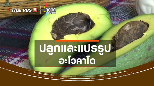 ปลูกและแปรรูปอะโวคาโด