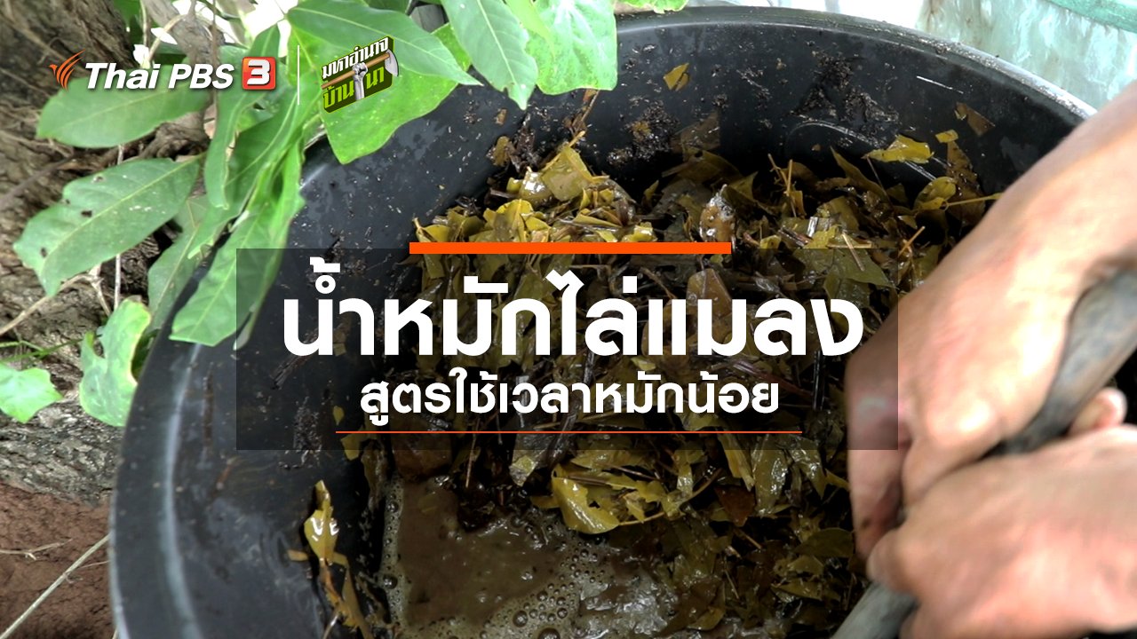 มหาอำนาจบ้านนา - สูตรลับฉบับบ้านนา : น้ำหมักไล่แมลง